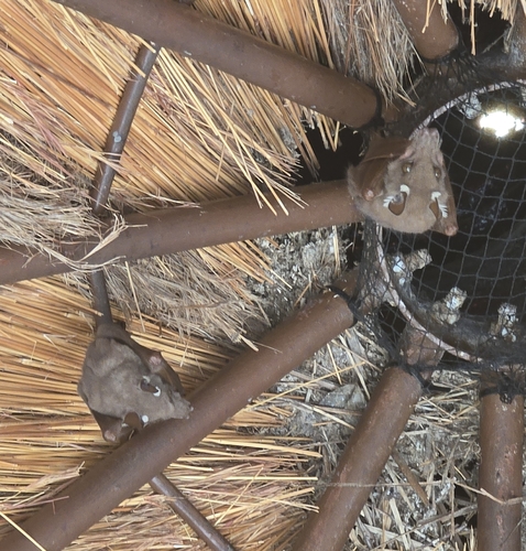 Wahlberg's Epauletted Fruit Bat
