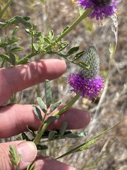 (c) Sam Kieschnick, some rights reserved (CC BY) Dalea ornata, photograph (c) Sam Kieschnick, some rights reserved (CC BY)