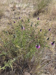 Dalea ornata, photograph (c) Sam Kieschnick, some rights reserved (CC BY)