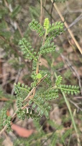 Dodonaea pinnata (Dodonaea pinnata)