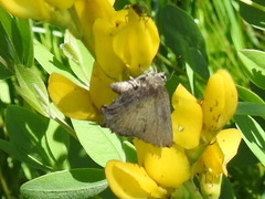 Callophrys irus hadros