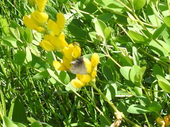 Callophrys irus hadros