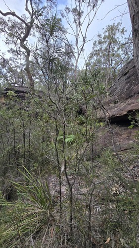 Melaleuca linearifolia, photograph 2
