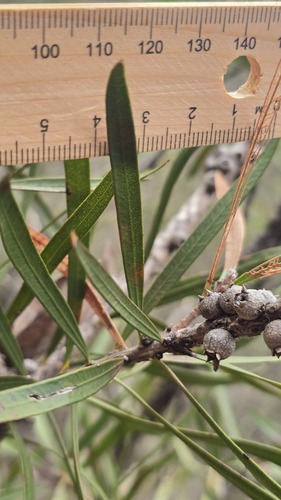 Melaleuca linearifolia