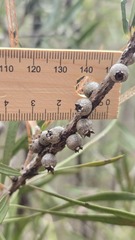Melaleuca linearifolia, photograph (c) Petra Holland, some rights reserved (CC BY)