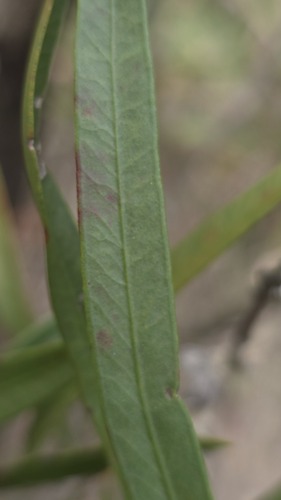 Melaleuca linearifolia, photograph 4
