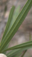 Melaleuca linearifolia, photograph (c) Petra Holland, some rights reserved (CC BY)
