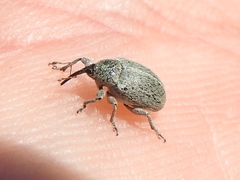 Tychius sordidus