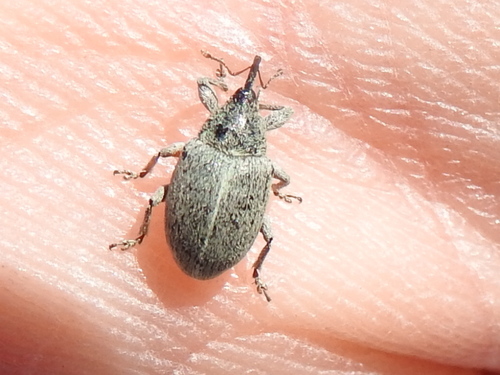 Tychius sordidus