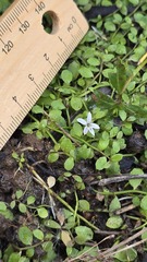 (c) Petra Holland, some rights reserved (CC BY) Isotoma fluviatilis, photograph (c) Petra Holland, some rights reserved (CC BY)