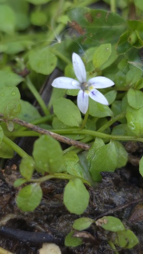 Isotoma fluviatilis, photograph 3