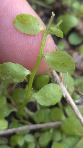 Isotoma fluviatilis, photograph 5