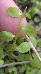 (c) Petra Holland, some rights reserved (CC BY) Isotoma fluviatilis, photograph (c) Petra Holland, some rights reserved (CC BY)
