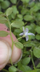 Isotoma fluviatilis, photograph (c) Petra Holland, some rights reserved (CC BY)