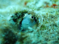 Alloblennius pictus
