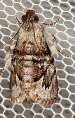 Enchesphora streptomela