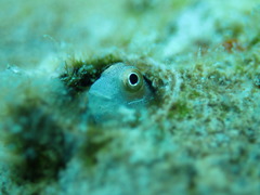 Alloblennius pictus