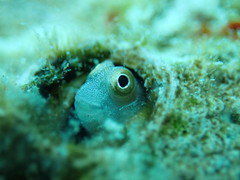 Alloblennius pictus