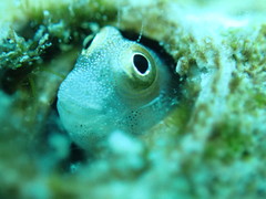 Alloblennius pictus