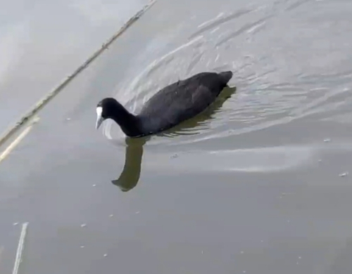 iNaturalist image