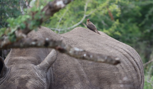 Red-billed Oxpecker