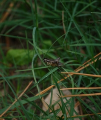 Miogryllus