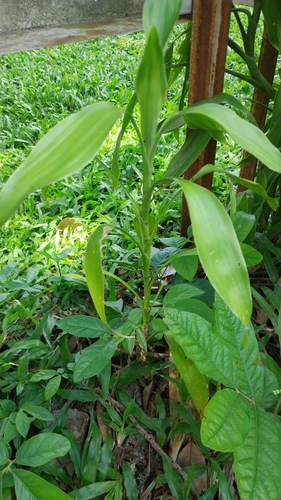 Lucky Bamboo