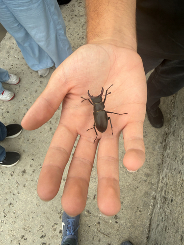 European Stag Beetle