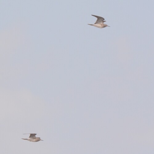 iNaturalist image