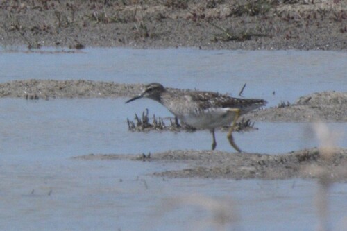 iNaturalist image