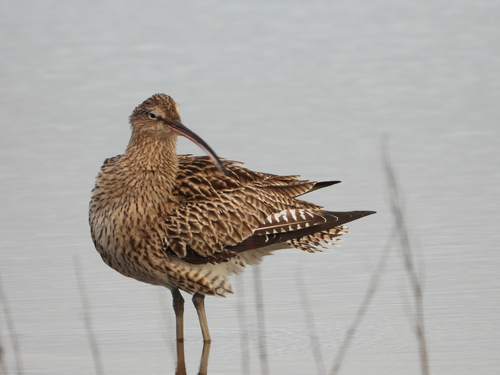 iNaturalist image