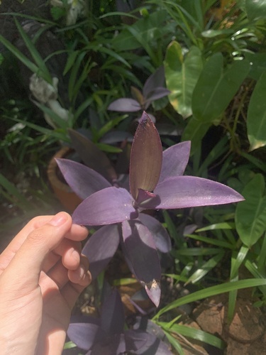 Purple Heart