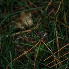 Miogryllus