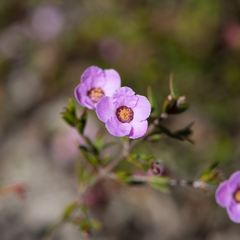 Euryomyrtus ramosissima ramosissima