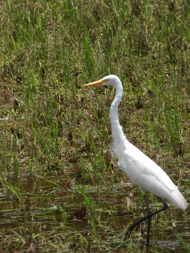 iNaturalist image