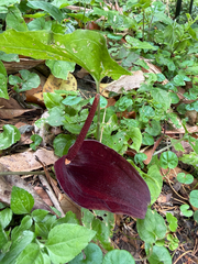 Typhonium blumei, photograph (c) 呂一起(Lyu yi-chi), some rights reserved (CC BY)