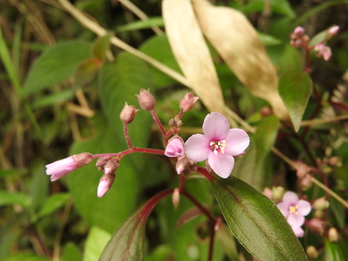Centradenia floribunda