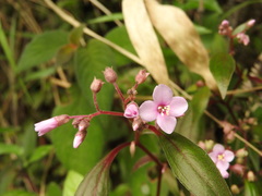 Centradenia floribunda