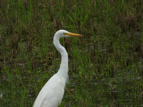 iNaturalist image