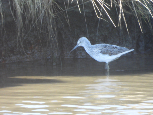 iNaturalist image