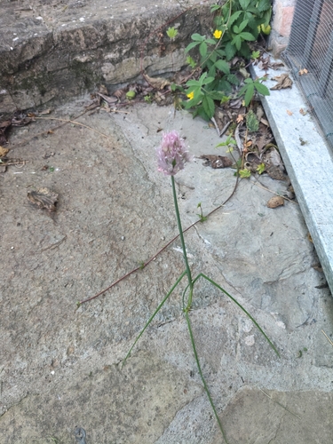 Chives
