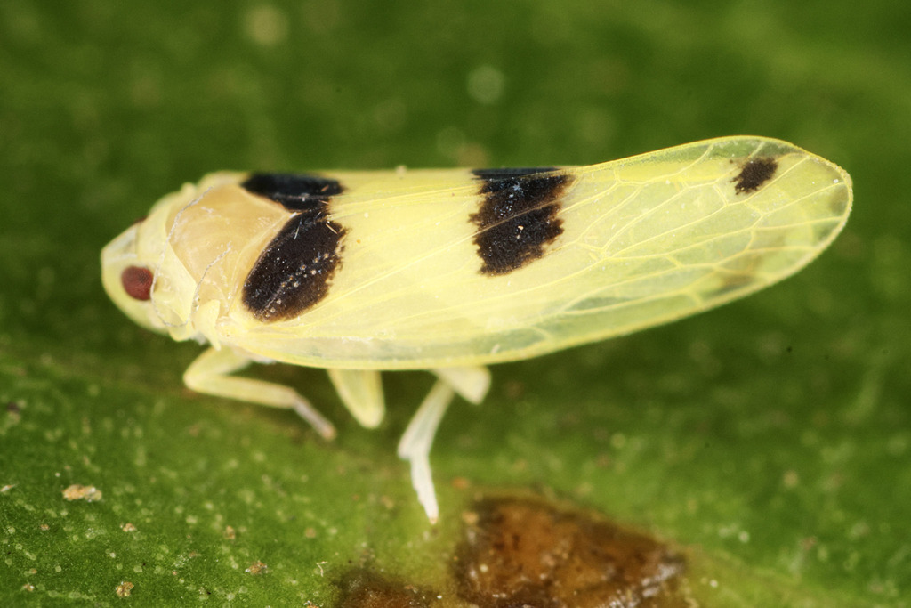 Cenchrea sexguttata