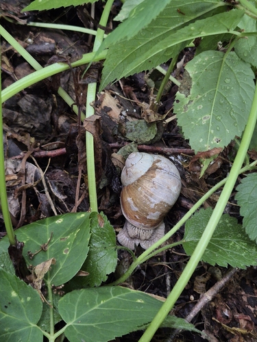 Roman Snail