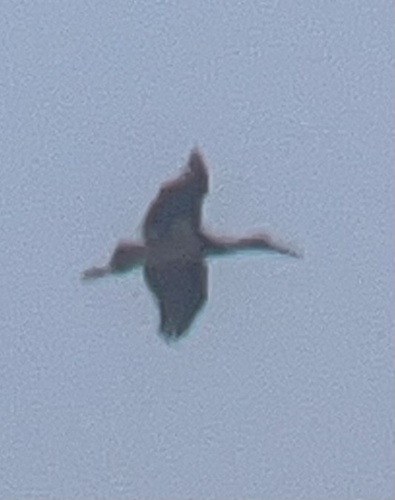 iNaturalist image