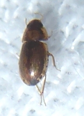 Hydrophilinae