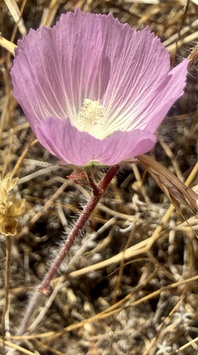 Sidalcea diploscypha, photograph 3