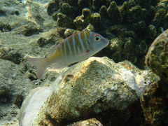 Lethrinus mahsena