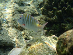 Lethrinus mahsena