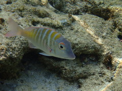 Lethrinus mahsena