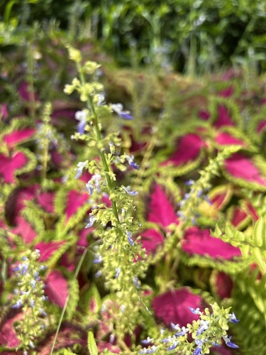 Coleus